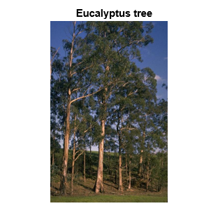 eucalyptus tree